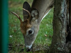 (Photo courtesy Shane Gillespie / Photo Editor)