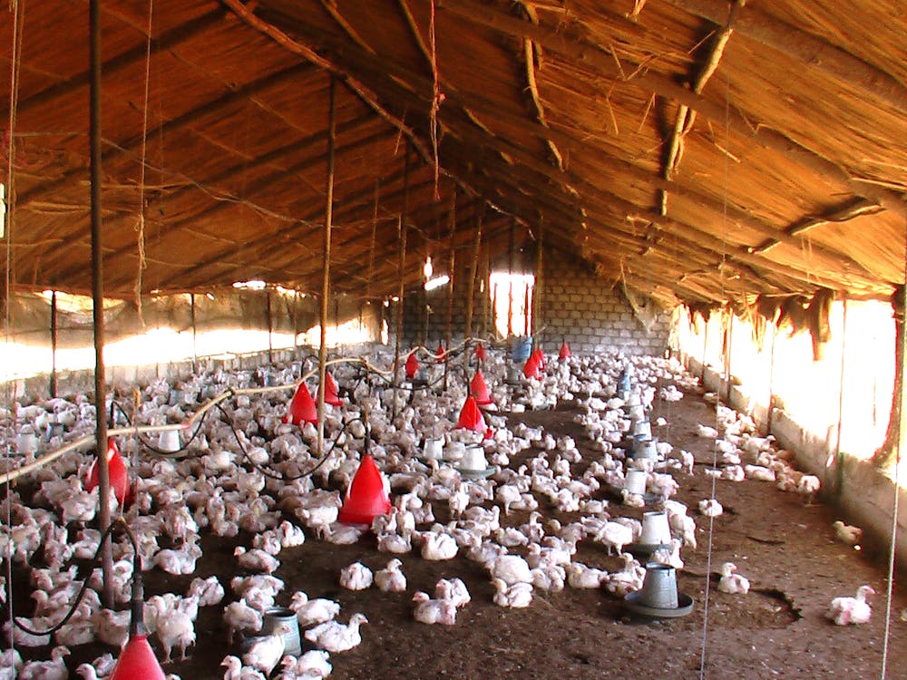 <p><em>With the rise of the avian flu, a new pandemic could be upon us - and eggs might be at risk (Photo courtesy of Flickr/“</em><a href="https://www.flickr.com/photos/kash_if/2390034444/in/photolist-4DcxYq-a9EYLd-eeWHo-8FWBV-2fBDqGh-2mPYpDT-2f9b4oa-hfVgW-RryVGk-28cXKwW-7SKp3f-5vmpug-2esq5KK-e4NMds-4vyt5a-mi2Bo-2dB1G7D-24wopwk-49SKM5-cKuSj-ifbJ1-7QBwDF-dRVw3P-5KQ9VQ-2dM2fpK-5u6fMC-2eQLNiu-nQWo3-nR9jn-992kbF-h7yiQ-2dTQCJU-rWQP5R-2f9MNh6-agfBm-2f8nENd-8FWCL-9pwWSd-5KKfb-qEPfuq-69PPrK-gb8bBk-671mYP-2iU7Kj7-e6YW9L-2fRmojv-Fqx6yK-fhAMt-24wkXYR-eeAKtT" target=""><em>Bird Flu shop</em></a><em>” by Kashif Mardani. March 27, 2006). </em></p>