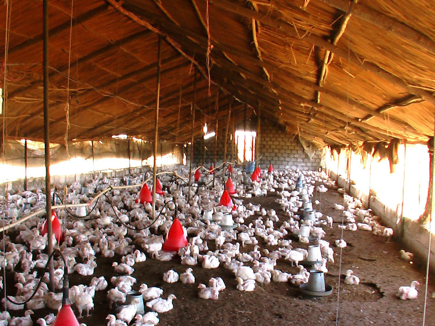 With the rise of the avian flu, a new pandemic could be upon us - and eggs might be at risk (Photo courtesy of Flickr/“Bird Flu shop” by Kashif Mardani. March 27, 2006). 