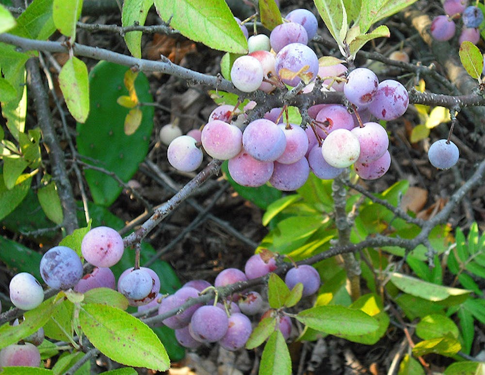 <p><em>Ripe beach plums at North Beach ﻿at Sandy Hook, NJ (Photo courtesy of Wikimedia Commons / &quot;</em><a href="https://commons.wikimedia.org/wiki/File:BeachPlums.jpg" target=""><em>Beach Plums</em></a><em>&quot; by Aznaturalist. August 19, 2010). </em><br/><br/></p>