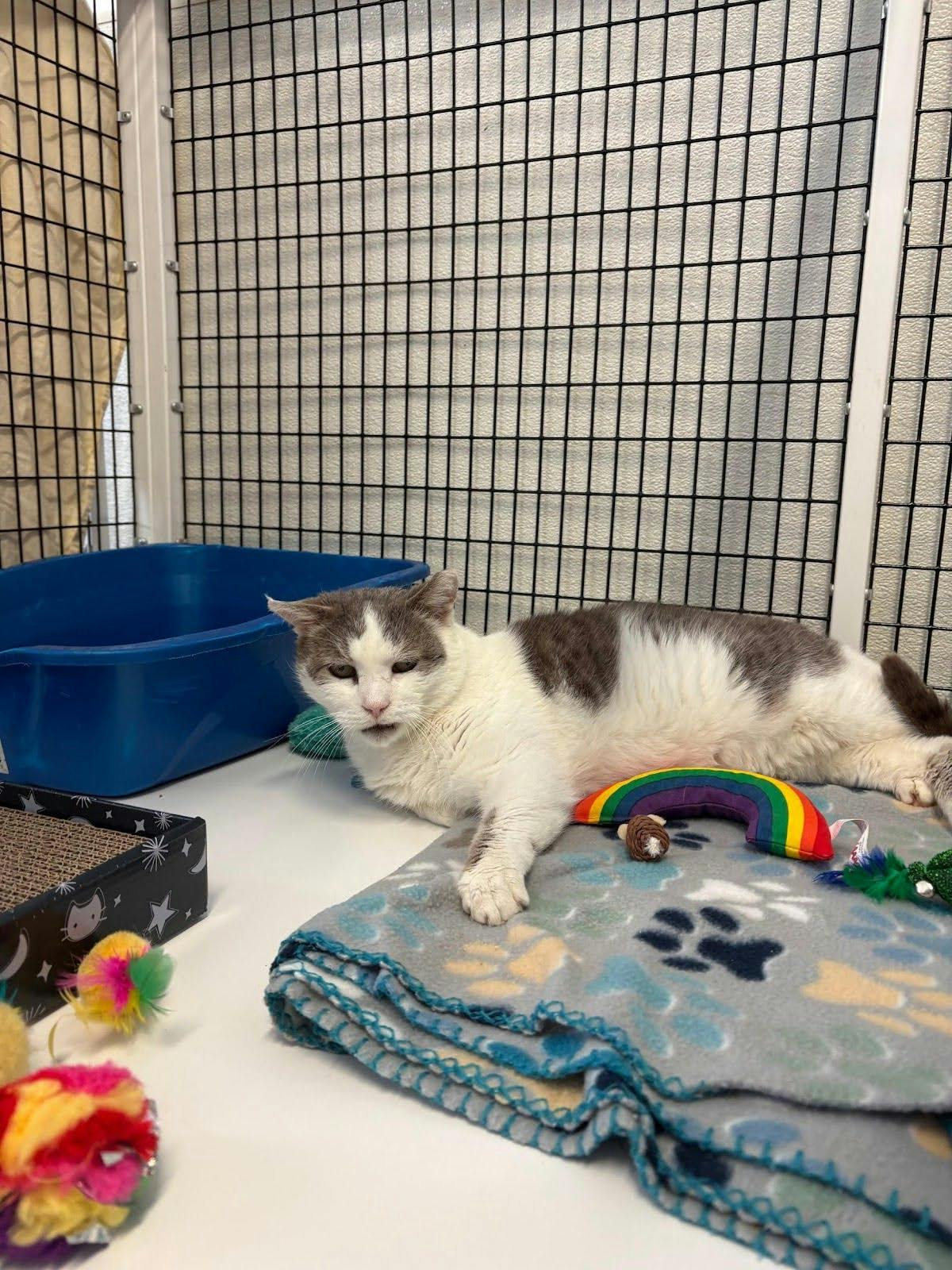 Nacho Fry, a senior cat with medical needs, waits for adoption at EASEL Animal Rescue League after being rescued from a time-stamped list in Philadelphia. (Photo by Giovanna Scaglione)