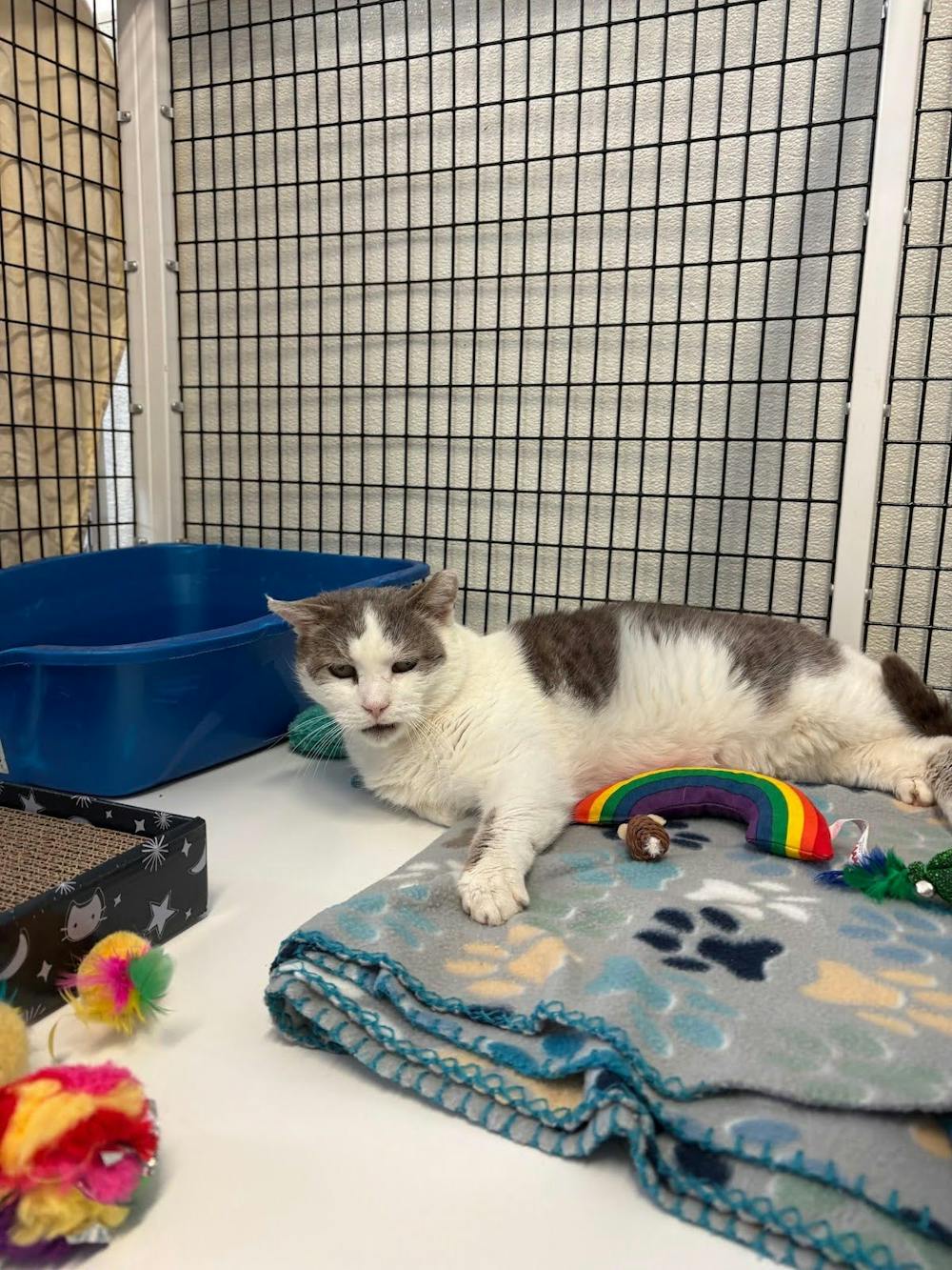 <p><em>Nacho Fry, a senior cat with medical needs, waits for adoption at EASEL Animal Rescue League after being rescued from a time-stamped list in Philadelphia. (Photo by Giovanna Scaglione)</em></p>