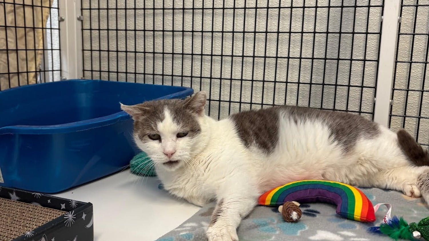 Nacho Fry, a senior cat with medical needs, waits for adoption at EASEL Animal Rescue League after being rescued from a time-stamped list in Philadelphia. (Photo by Giovanna Scaglione)