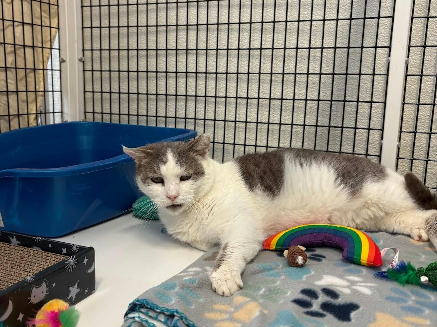 Nacho Fry, a senior cat with medical needs, waits for adoption at EASEL Animal Rescue League after being rescued from a time-stamped list in Philadelphia. (Photo by Giovanna Scaglione)