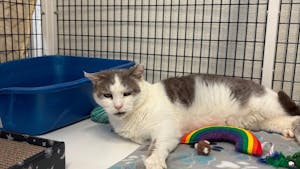 Nacho Fry, a senior cat with medical needs, waits for adoption at EASEL Animal Rescue League after being rescued from a time-stamped list in Philadelphia. (Photo by Giovanna Scaglione)
