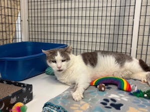 Nacho Fry, a senior cat with medical needs, waits for adoption at EASEL Animal Rescue League after being rescued from a time-stamped list in Philadelphia. (Photo by Giovanna Scaglione)