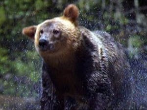 Grizzly bear walking in Yellowstone National Park. (Photo courtesy of IMDb)