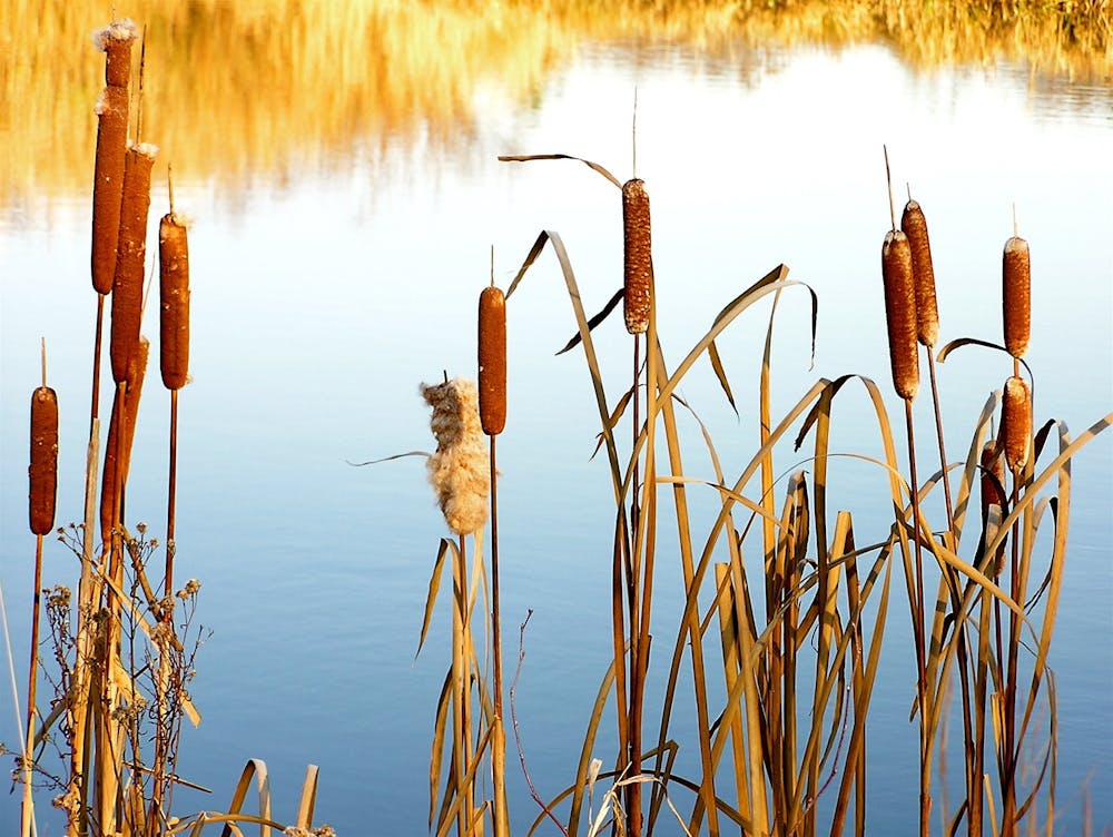 <p><em>Pollinated cattails with the pollinated &quot;seed fluffs&quot; bursting out of the female flower (Photo courtesy of Flickr / &quot;</em><a href="https://www.flickr.com/photos/calliope/65205564/in/photolist-6LckS-c1oAKj-aibYwm-5e6Bbz-71vUNH-bsdr6t-mk6oAb-4b2CMG-efFUeM-58Gcpj-WjZvDQ-yfcNZ3-7QPzqf-7WLWm5-aKLrAD-a7AfWo-8XzDPA-98NBsb-dapjAz-7wZc9m-98NBkL-2p5L54o-mM8qu-GoYwNR-6Lcdn-YBUmt9-rsPT2d-aiwMfv-2jBGZ1M-84a4UN-QPp4Jg-aDtoiB-wMVrtm-6gxyyy-4zW4vG-2zjkPh-JDAZyy-gxi5i-qFFfuE-7dWyps-6NSZo-8Xo7hh-2sgq1g-AaYaTH-BPx9JP-72BiLS-S9CRMB-6jdeRF-24gWAXc-nLQjmG" target=""><em>cattails</em></a><em>&quot;﻿ by liz west. November 20, 2023).</em></p>