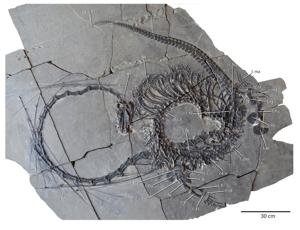 <p><em>The fossil of the Dinocephalosaurus orientalis is from the Triassic period (Photo courtesy of </em><a href="https://www.cambridge.org/core/journals/earth-and-environmental-science-transactions-of-royal-society-of-edinburgh/article/dinocephalosaurus-orientalis-li-2003-a-remarkable-marine-archosauromorph-from-the-middle-triassic-of-southwestern-china/C7D48539139475EFCAAC35342089ACB8" target=""><em>Cambridge University Press</em></a><em> / Feb 23, 2024).</em></p>