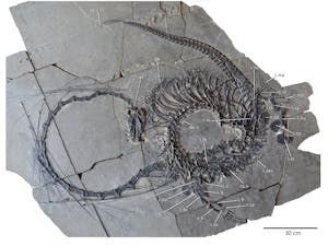 The fossil of the Dinocephalosaurus orientalis is from the Triassic period (Photo courtesy of Cambridge University Press / Feb 23, 2024).