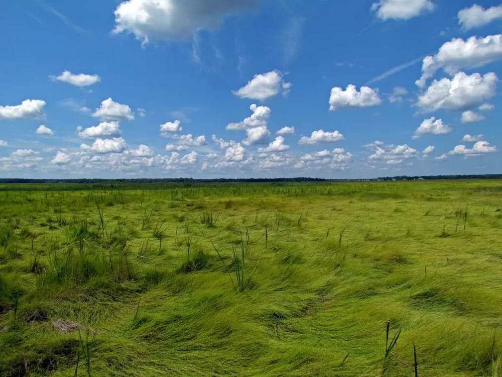 <p><em>A grassy coastal marsh at the Edwin B. Forsythe National Wildlife Refuge in Ocean County (Photo courtesy of U.S. Fish and Wildlife Service / &quot;Wilderness area Edwin B. Forsythe National Wildlife Refuge.&quot;)</em></p>
