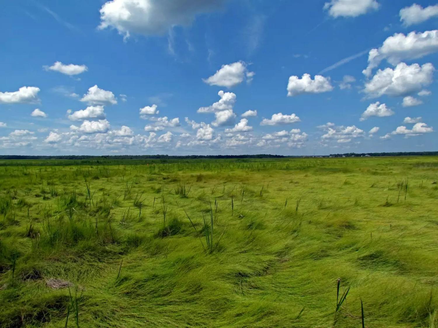 A grassy coastal marsh at the Edwin B. Forsythe National Wildlife Refuge in Ocean County (Photo courtesy of U.S. Fish and Wildlife Service / &quot;Wilderness area Edwin B. Forsythe National Wildlife Refuge.&quot;)