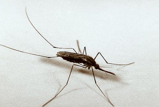 Mosquitoes were discovered in Iceland for the first time likely due to higher temperatures. (Photo courtesy of Wikimedia Commons)