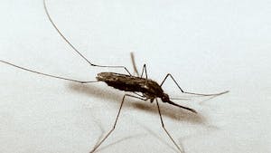 Mosquitoes were discovered in Iceland for the first time likely due to higher temperatures. (Photo courtesy of Wikimedia Commons)