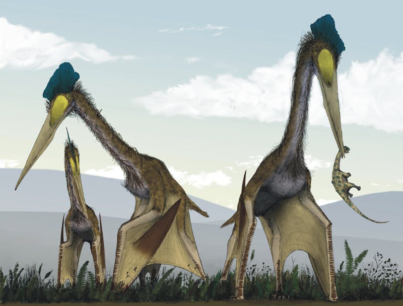 Possible brooding of pterosaur parents