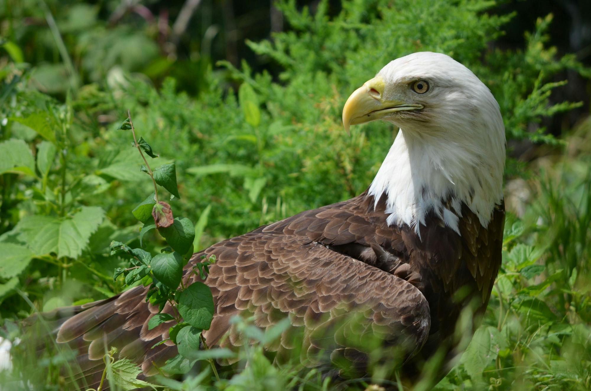 Ursula Mitra, a Manhattan birdwatcher told the New York Times, “I’ve been birding Central Park now for at least five years, and frankly I have never seen an eagle hunting on the reservoir except for the past four or five weeks.&quot; (Flickr/ &quot;eagle&quot; by Shanna Waller, June 19, 2011).