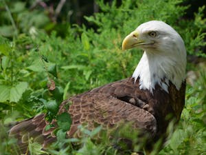 Ursula Mitra, a Manhattan birdwatcher told the New York Times, “I’ve been birding Central Park now for at least five years, and frankly I have never seen an eagle hunting on the reservoir except for the past four or five weeks." (Flickr/ "eagle" by Shanna Waller, June 19, 2011).