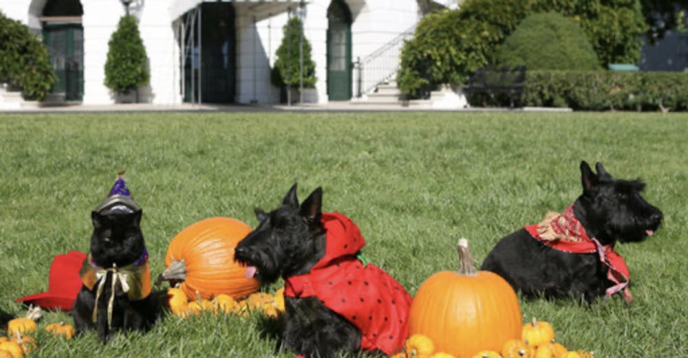 <p><em>The first pets of the Bush family wearing festive Halloween costumes. (Photo courtesy of </em><a href="https://commons.wikimedia.org/wiki/File:India_the_Cat_Miss_Beazley_and_Barney_Halloween_2007.jpg" target=""><em>Wikipedia Commons</em></a><em>)</em></p>