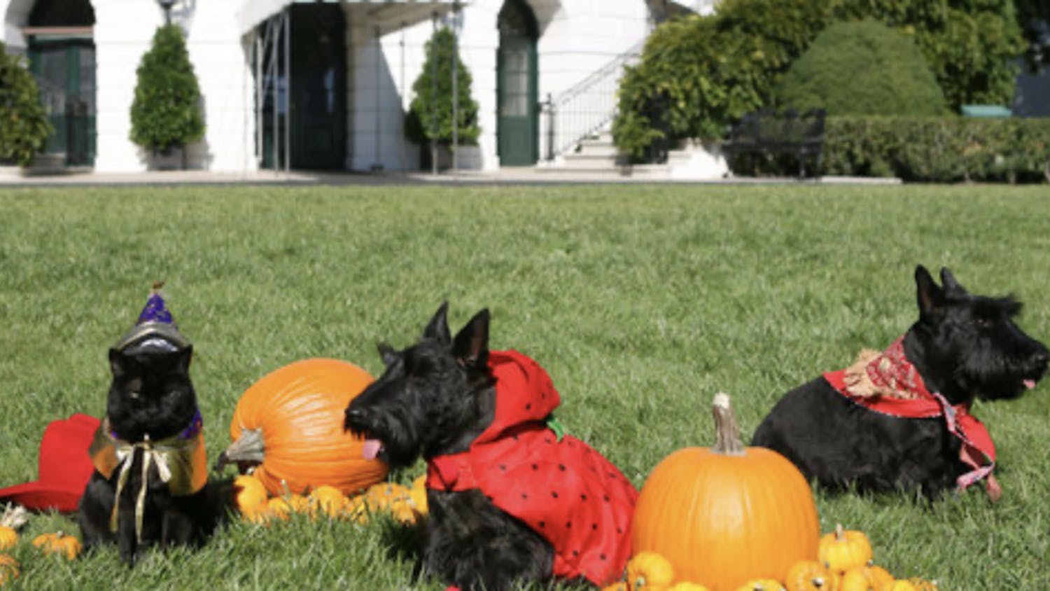 The first pets of the Bush family wearing festive Halloween costumes. (Photo courtesy of Wikipedia Commons)