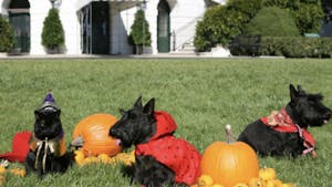 The first pets of the Bush family wearing festive Halloween costumes. (Photo courtesy of Wikipedia Commons)