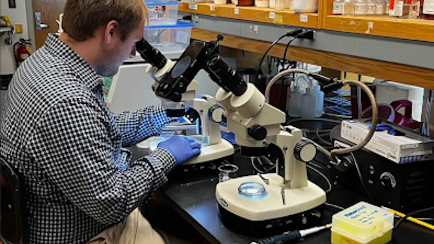 Nicholas Pieper looks under a microscope at Rider University during the 2025 fall semester. (Photo courtesy of Nicholas Pieper)