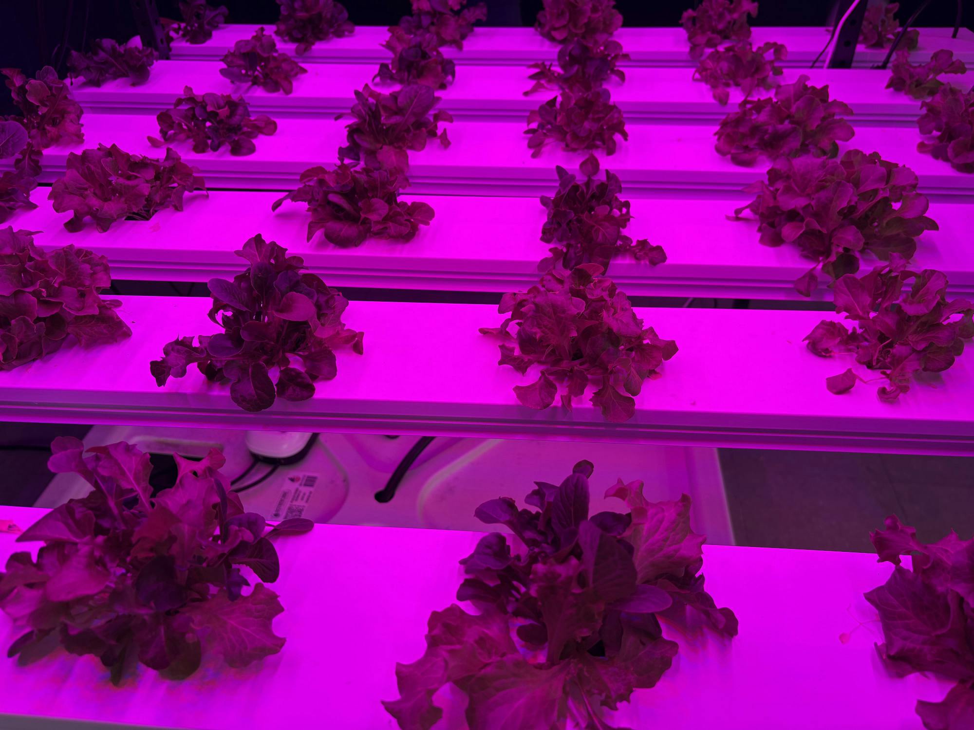 Desmond Hayes founded GeoGreens in 2014. (Photo by Raeanne Raccagno / Copy Editor)