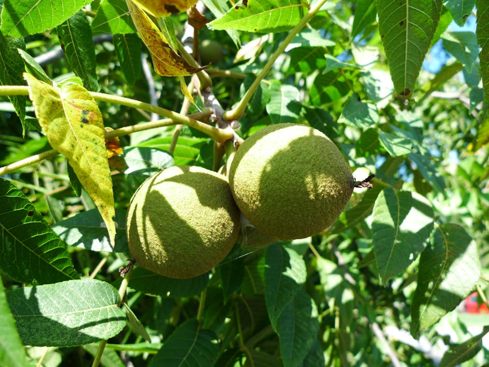 <p><em>Black walnuts have thick green shells that are very difficult to crack open (Photo courtesy of Flickr / &quot;Cluster of Black Walnut fruit&quot;﻿ by dmott9. August 21, 2010). </em></p>