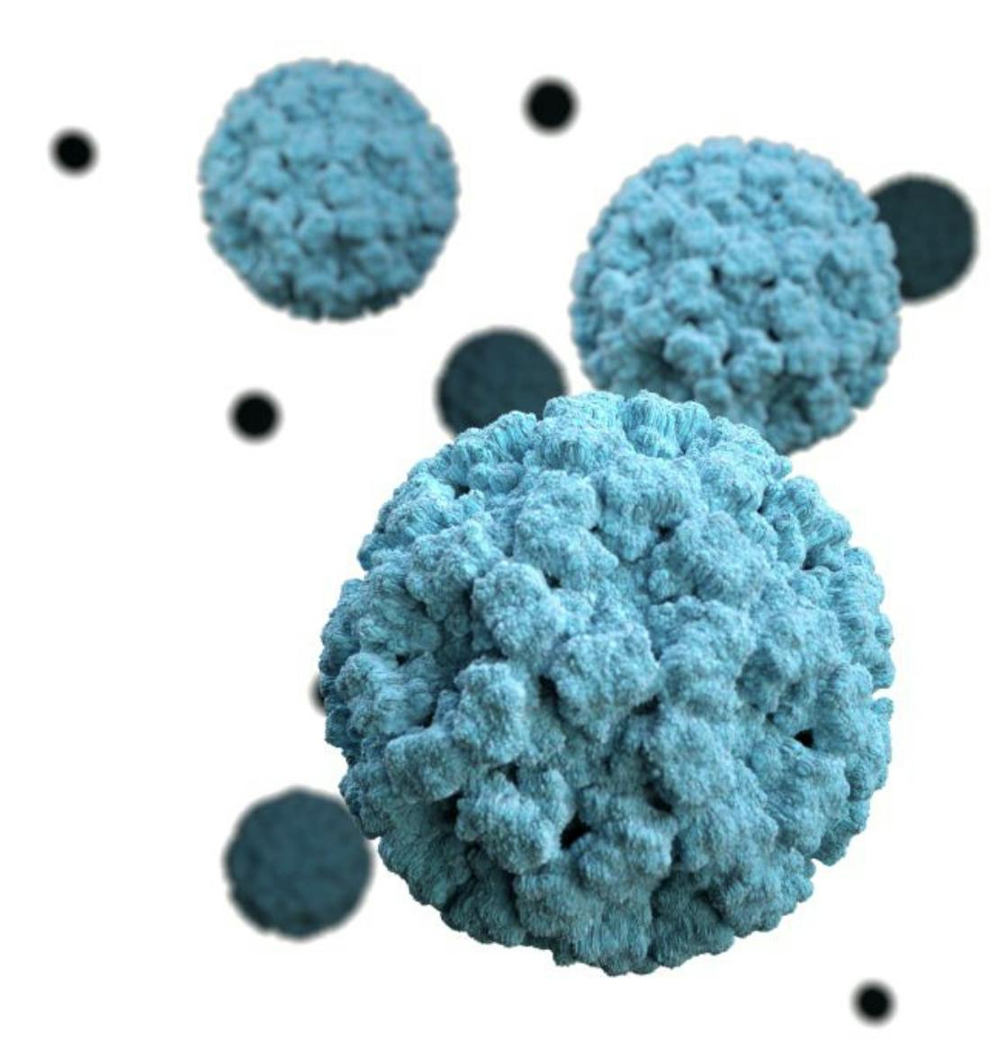 Norovirus cases have recently surged throughout the United States (Photo courtesy of Wikimedia Commons / CDC, Jessica A. Allen, Illustrator: Alissa Eckert, MS. 2016). 