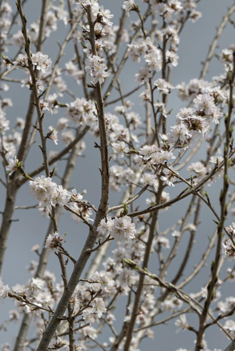 <p><em>Take the spring season at the opportunity to lean into that youthful side (Photo courtesy of Kit Ackerman). </em></p><p><em></em></p>