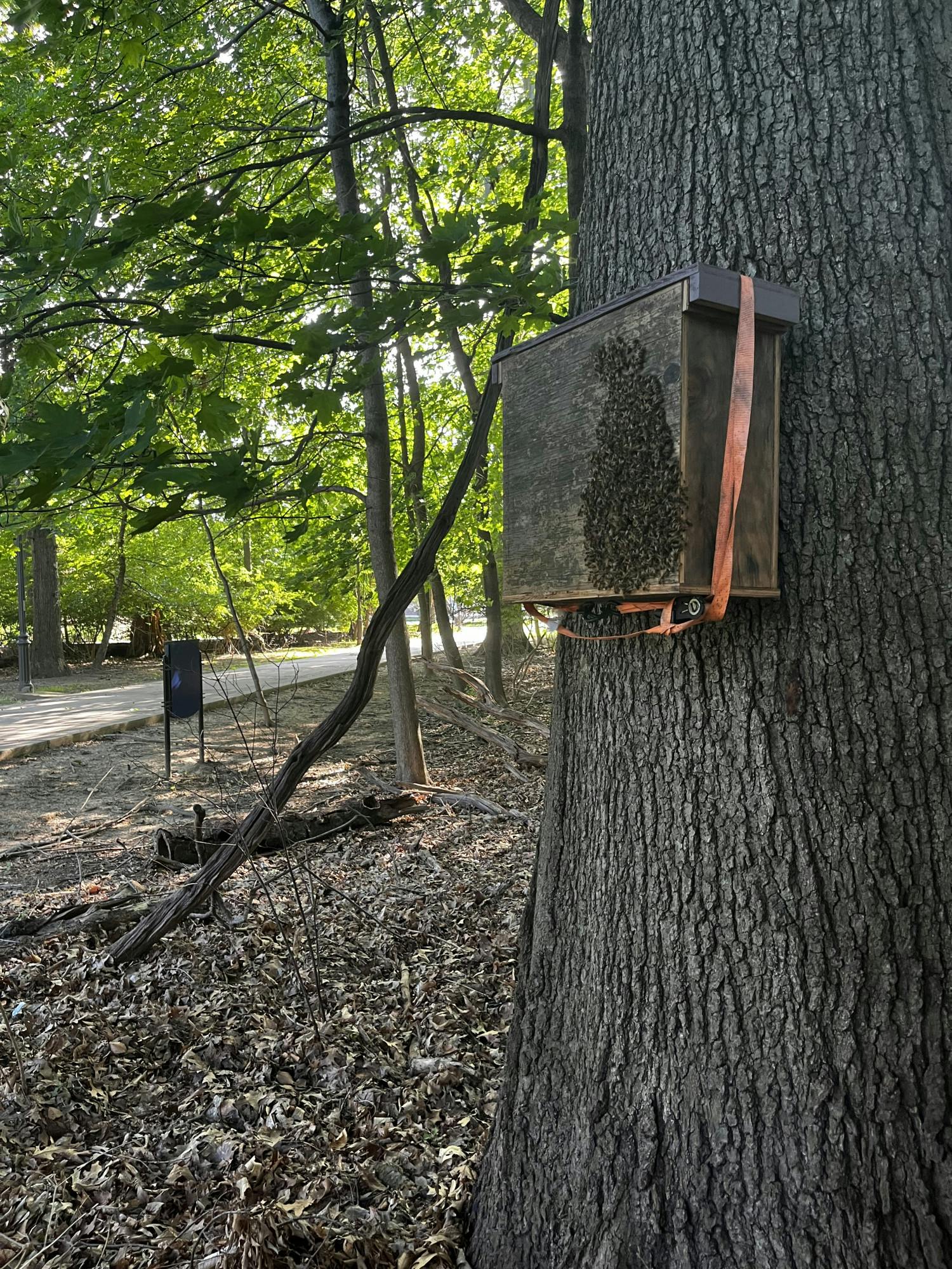 Mark Million, owner of A Mark of Beekeeping, placed a honey bee box close to the swarm, the bees then began to relocate to this box on their own (Photo courtesy of Mike Sherr / Editor-in-Chief).
