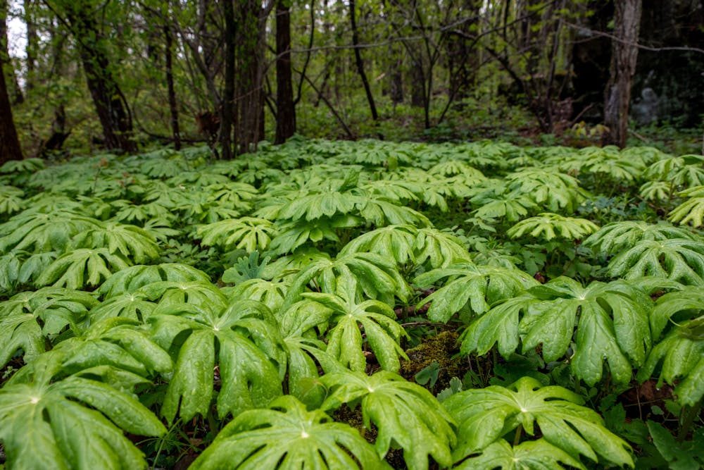 <p><em>Plots of mayapple plants like depicted above are usually just one plant with multiple stems growing from a single root system (Photo courtesy of Flickr / &quot;Mayapple&quot; by N. Lewis, National Park Service: Shenandoah National Park. April 29, 2023). </em> ﻿</p>