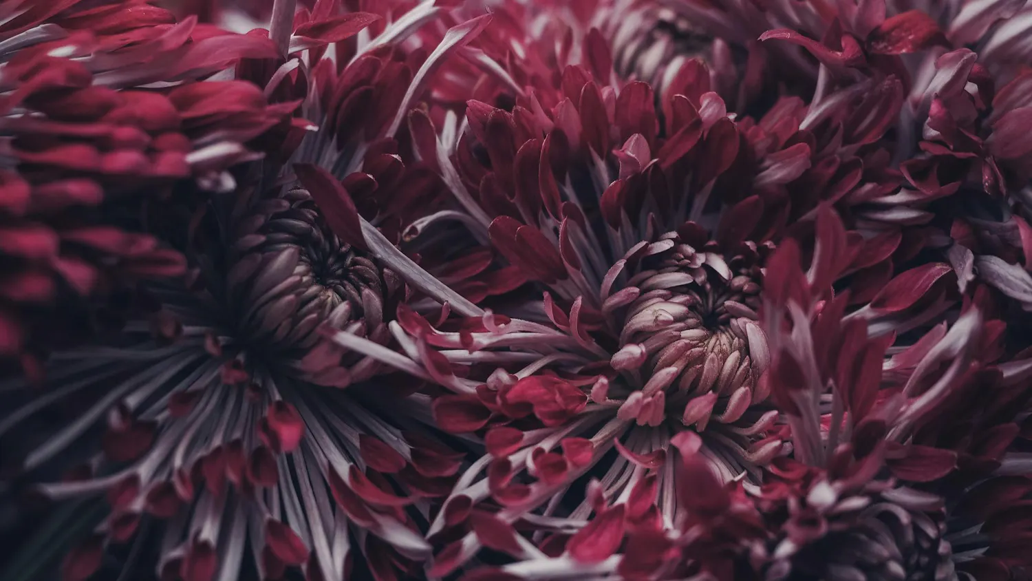 chrysanthemum.jpg