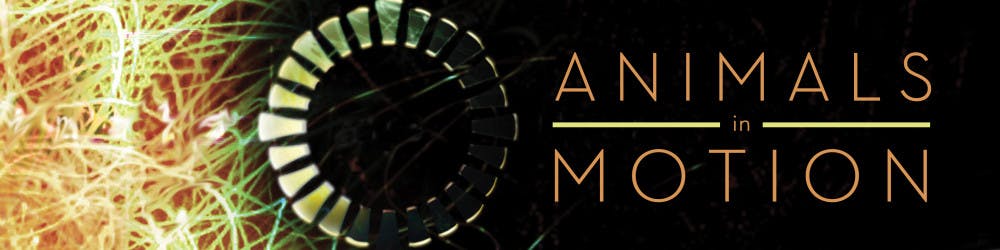 WEB_Banner_AnimalsinMotion