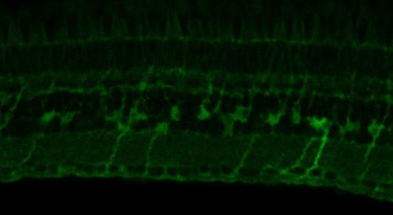 1602450398-1e685cd433c9410