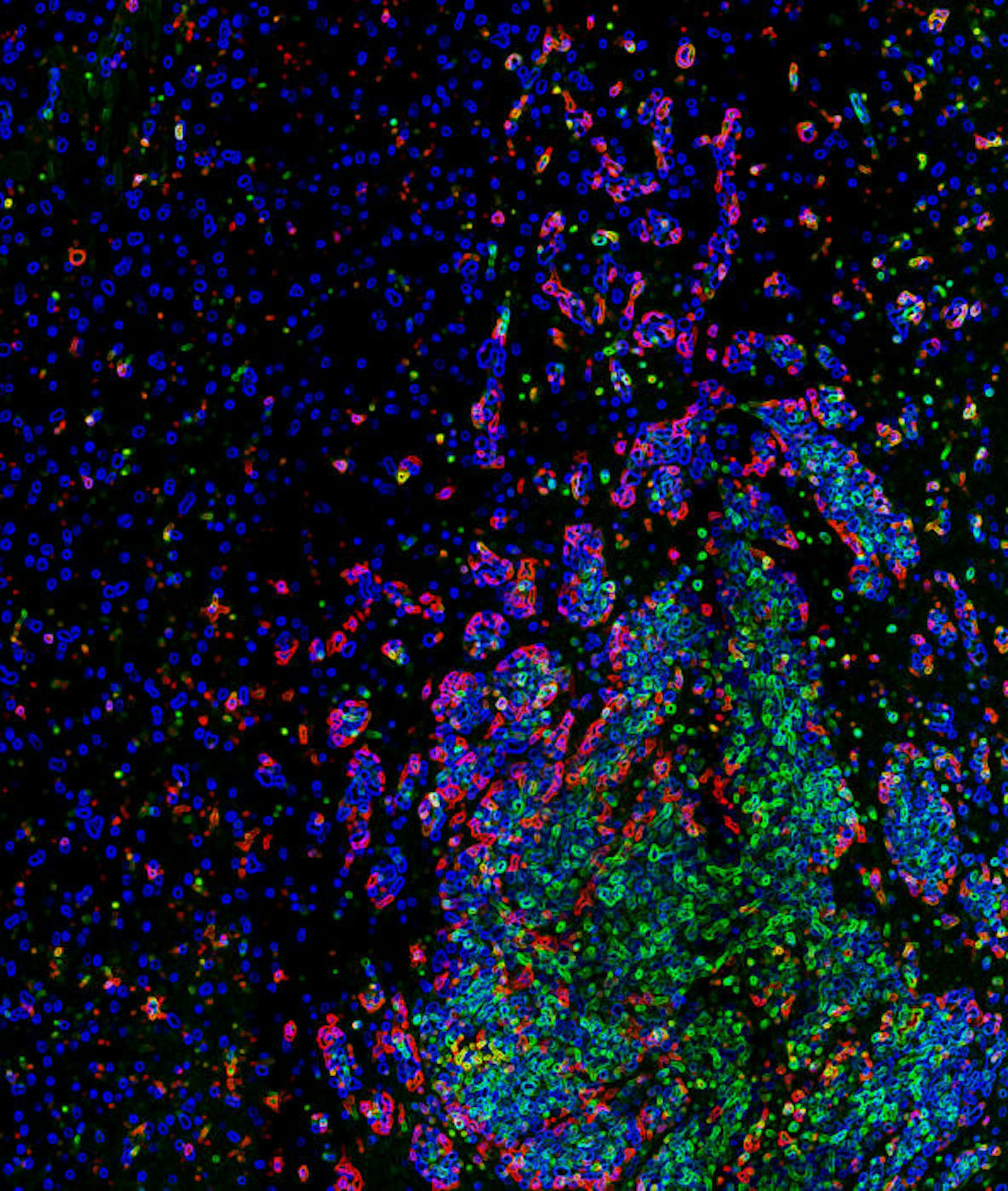 1604513147-4c5436cf1a1de63-592x700