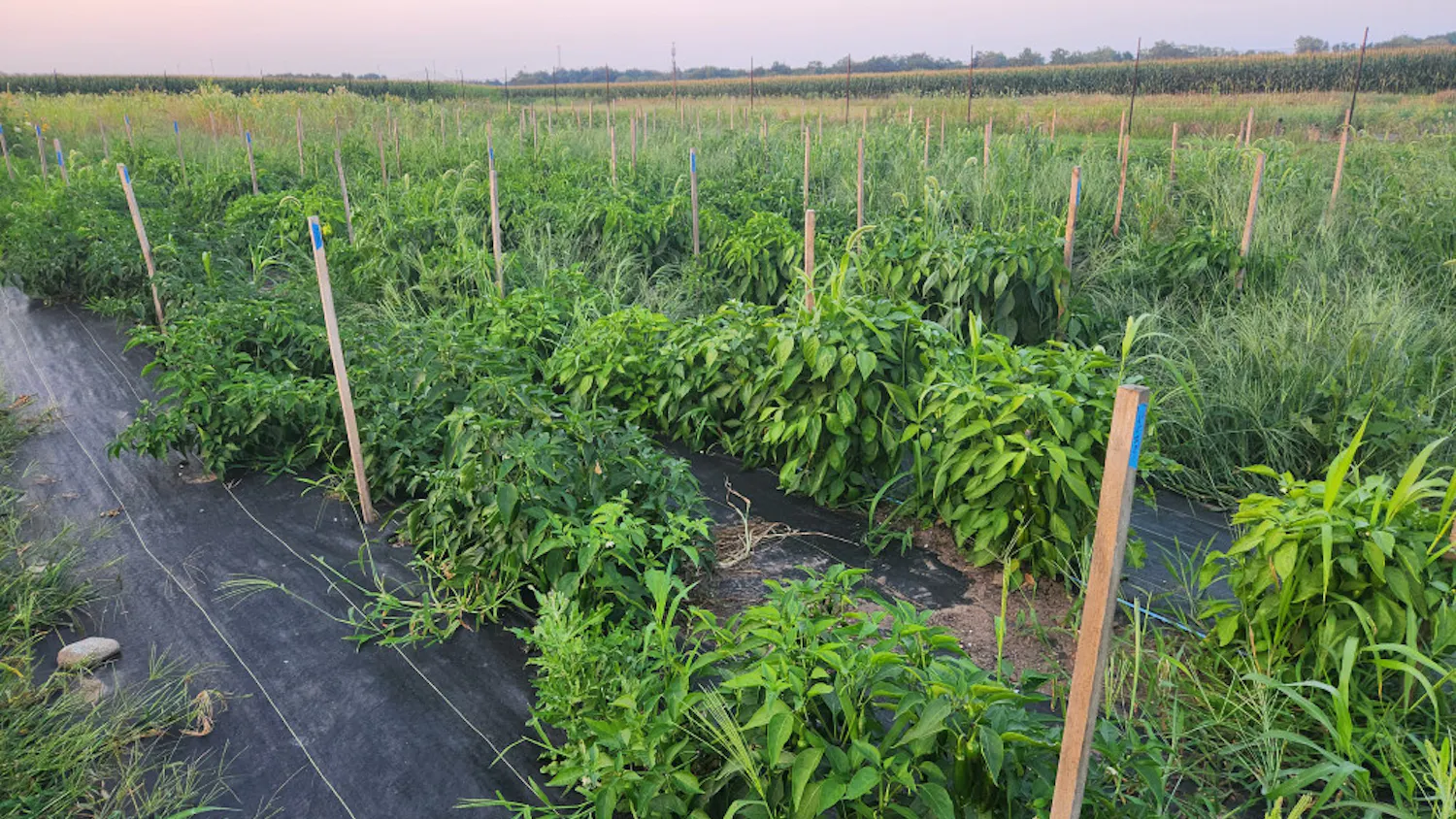 1692905453-b42affb83af3a20