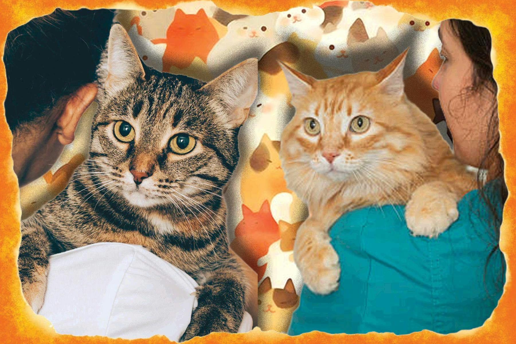 pahilan_cats_webgraphic (1).jpg