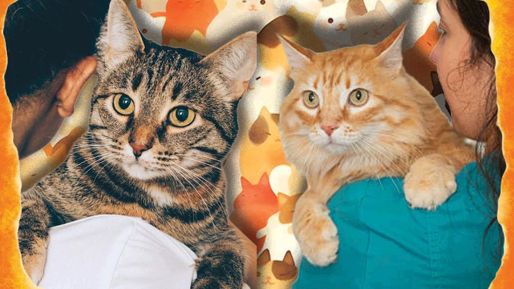 pahilan_cats_webgraphic (1).jpg