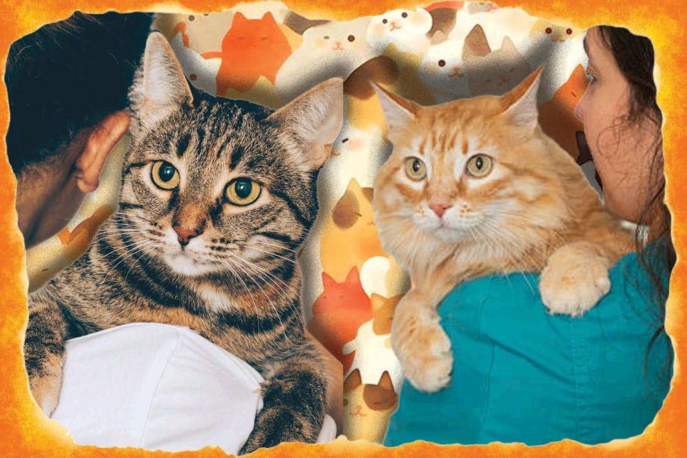 pahilan_cats_webgraphic (1).jpg