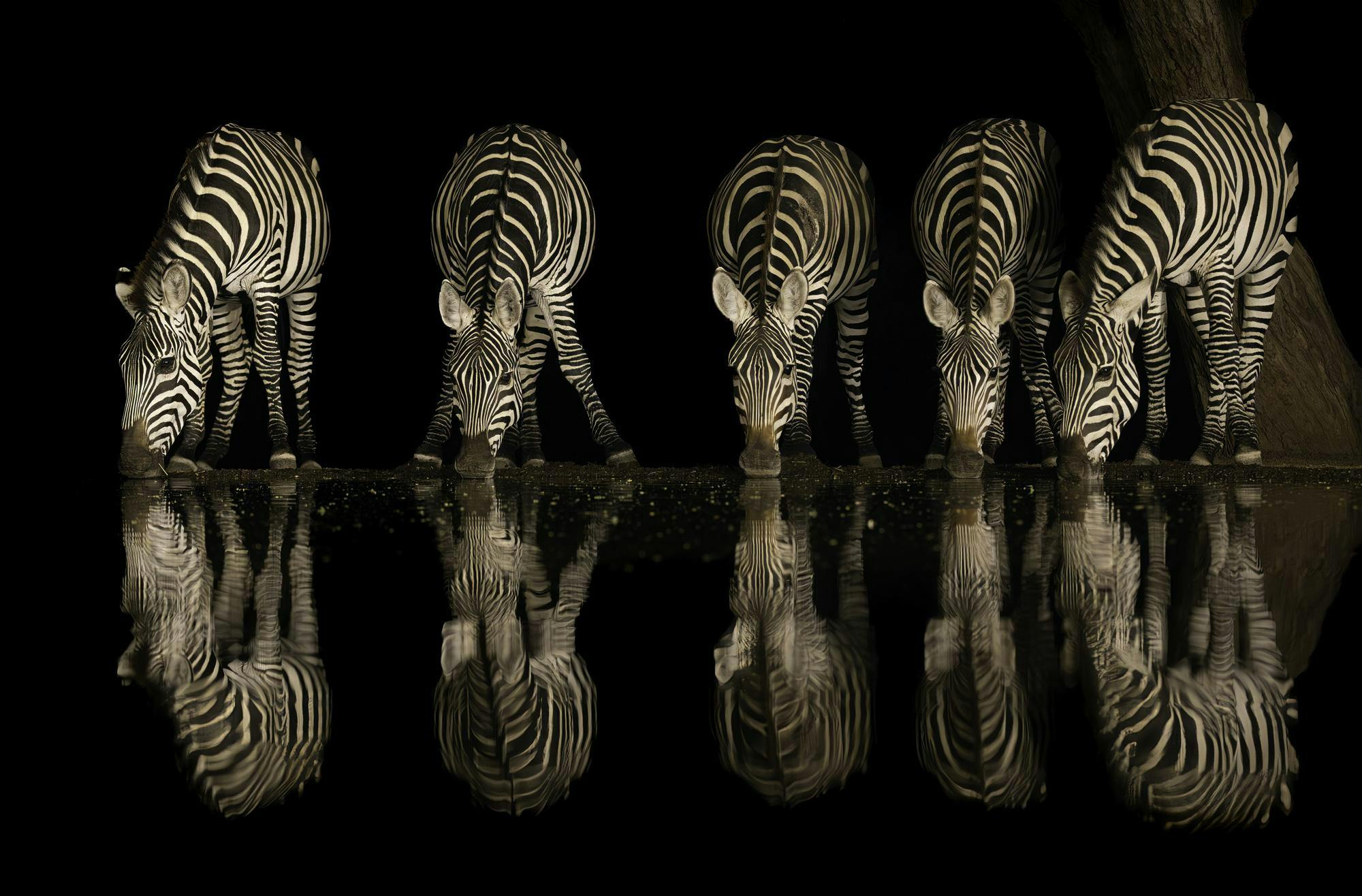 zebras3.jpg