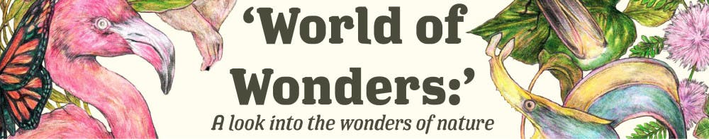 1615411240-4453ba579a96a35