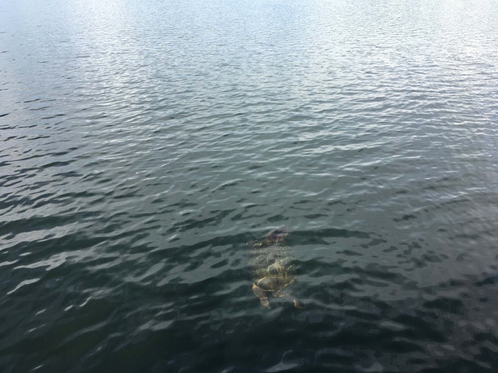 1534876050-1a31008f5a53750