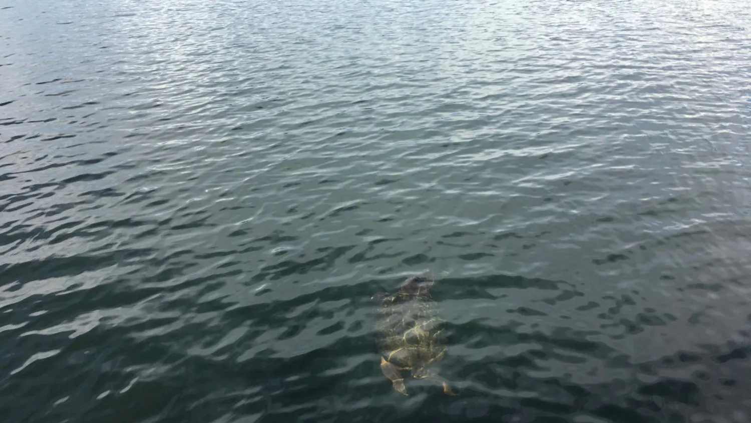 1534876050-1a31008f5a53750