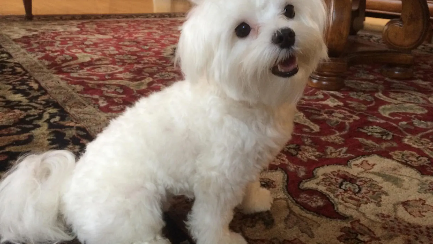 1585161014-c4ca4238a0b9238