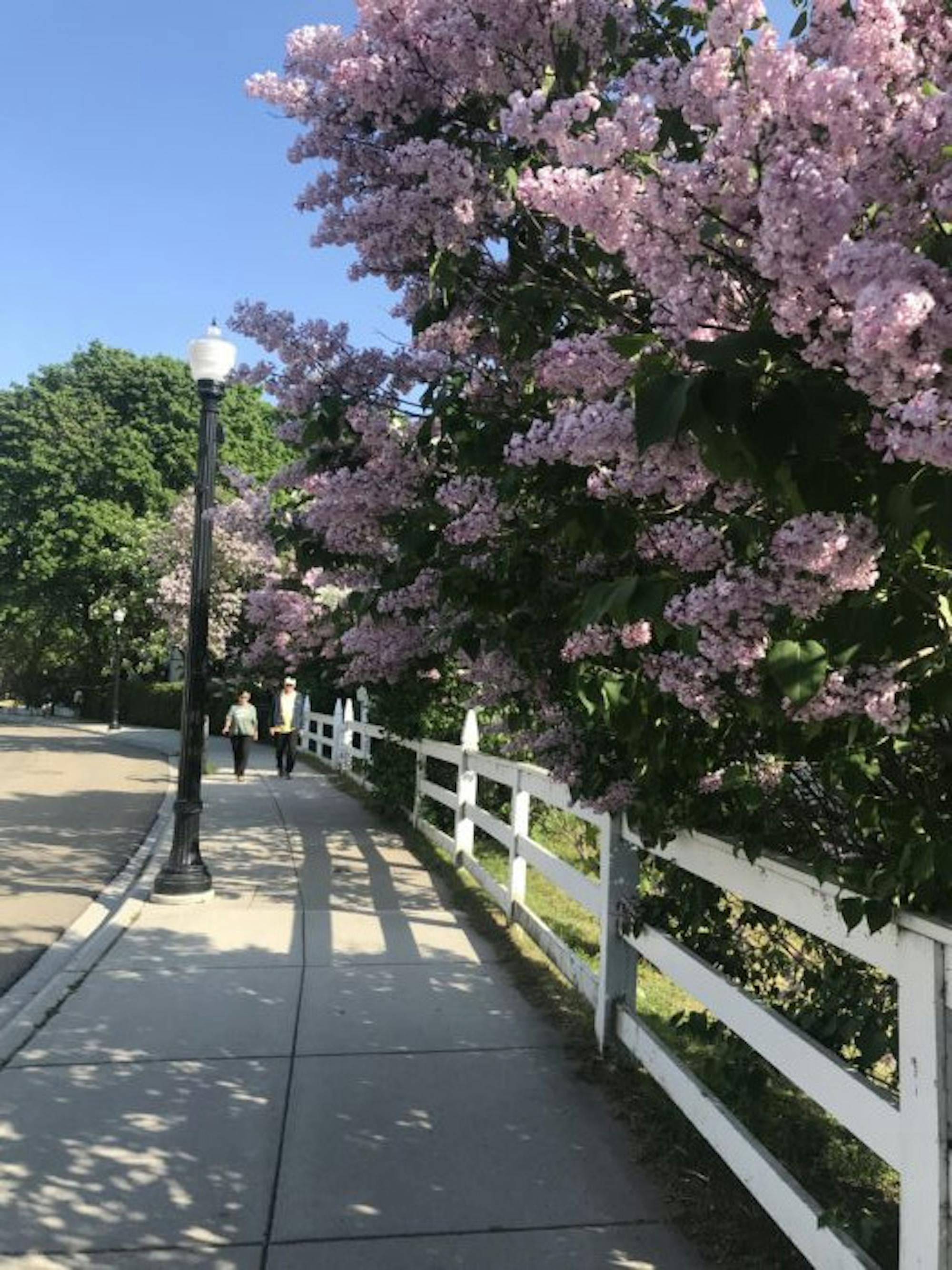 The lilacs bloomed along the sidewalks of Grand Hill last summer.