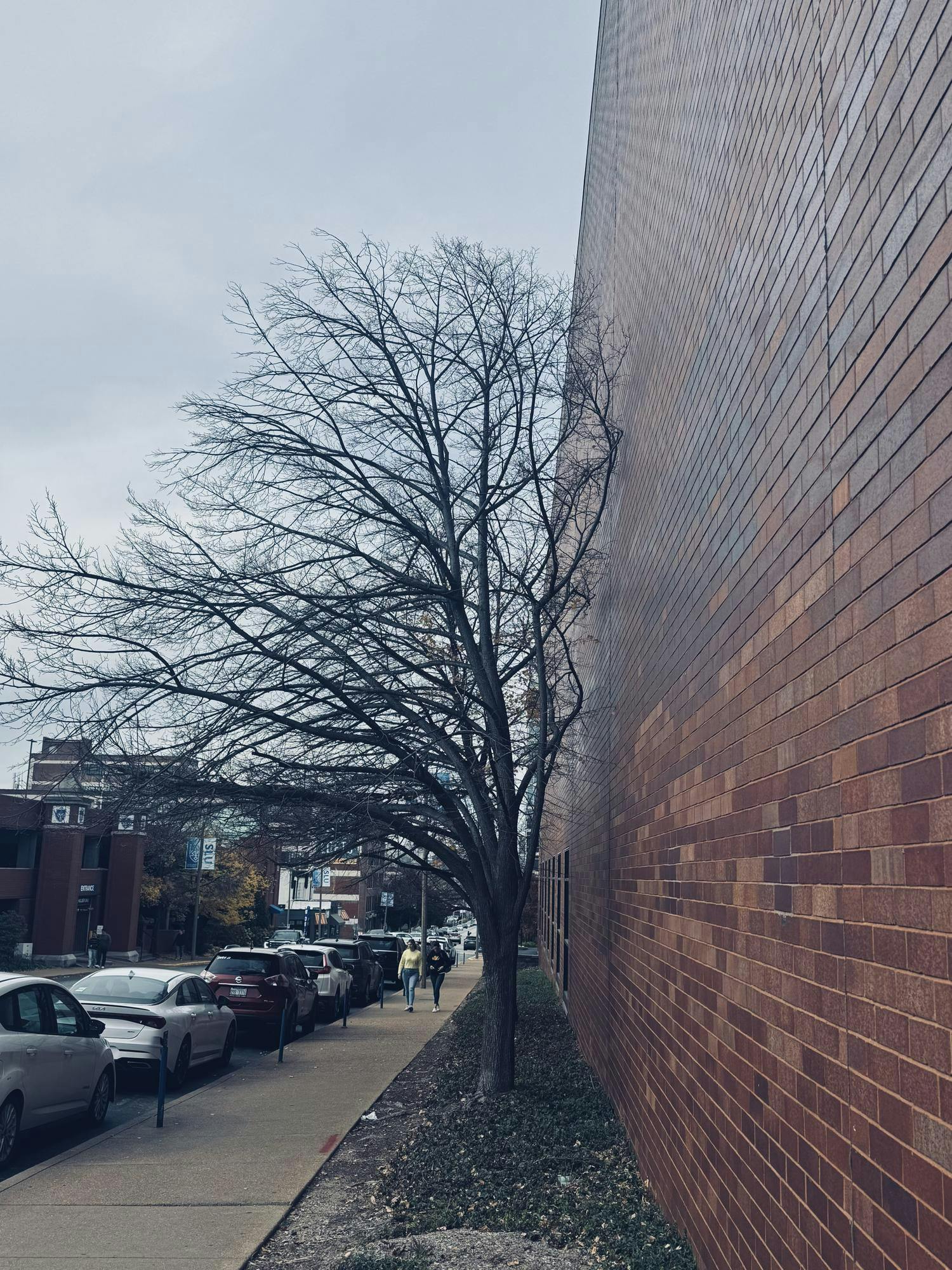 11_10 - Basurto - The Tree And The Wall.jpg