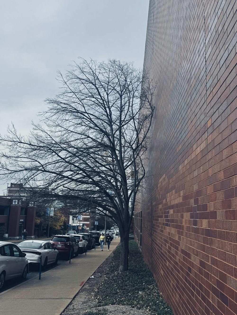 11_10 - Basurto - The Tree And The Wall.jpg