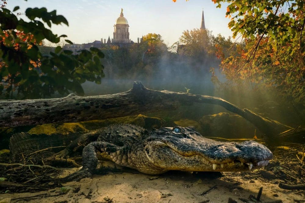 Alligators Web Graphic