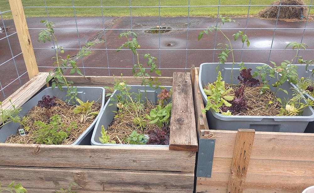 community garden 5.jpg