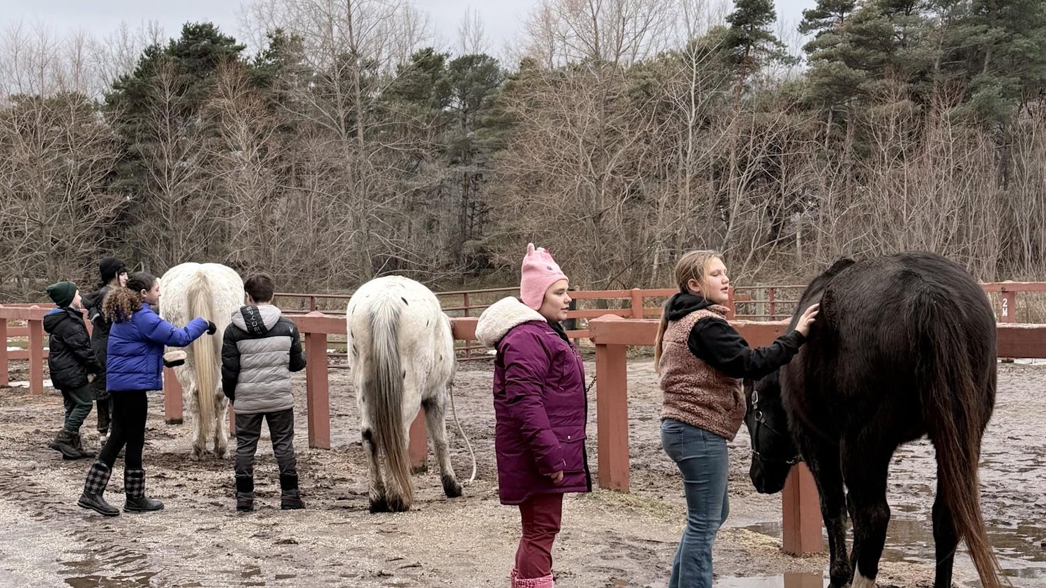 Paradise Grooming.jpeg